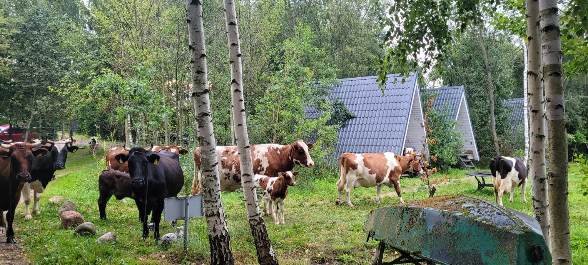 Vigio Brasta Camping Elektrenai Εξωτερικό φωτογραφία